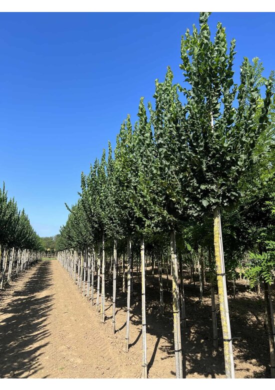 Säulenförmige Ulme 'Columella' | Ulmus 'Columella'