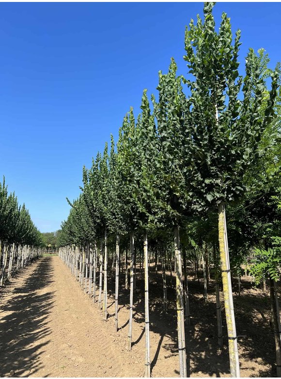 Säulenförmige Ulme 'Columella' | Ulmus 'Columella' Säulenförmige Ulme 'Columella' | Ulmus 'Columella'