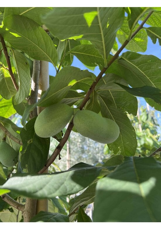 Indianerbanane - Pawpaw | Asimina triloba