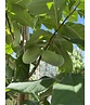 Indianerbanane - Pawpaw | Asimina triloba