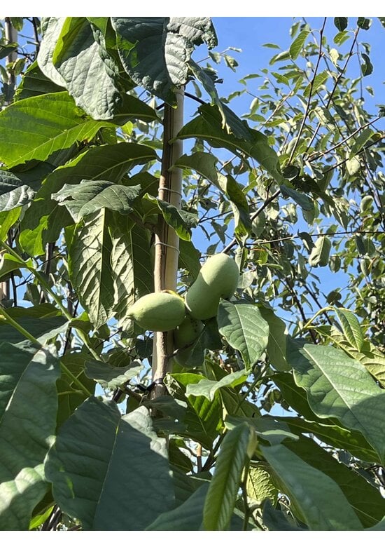 Indianerbanane - Pawpaw | Asimina triloba