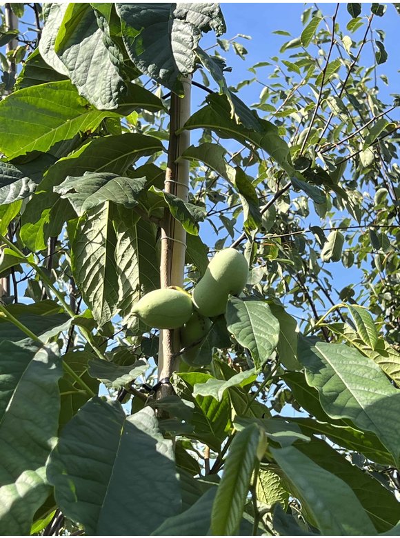 Indianerbanane - Pawpaw | Asimina triloba Indianerbanane - Pawpaw | Asimina triloba