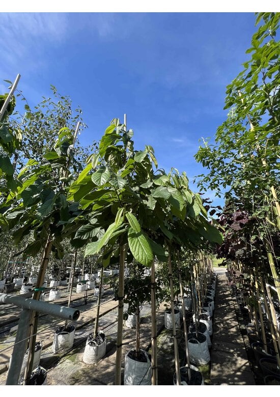 Indianerbanane - Pawpaw | Asimina triloba