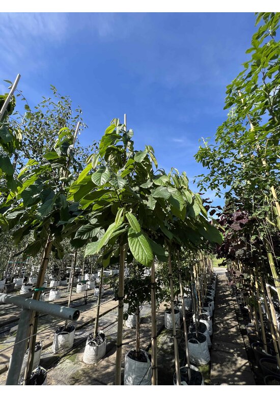 Indianerbanane - Pawpaw | Asimina triloba Indianerbanane - Pawpaw | Asimina triloba