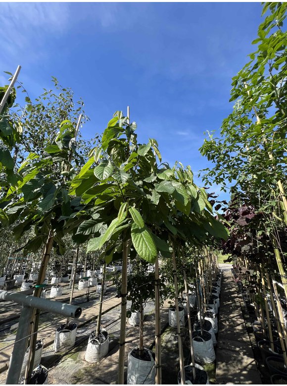 Indianerbanane - Pawpaw | Asimina triloba Indianerbanane - Pawpaw | Asimina triloba