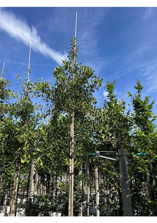 Ginkgobaum ‘Tubifolia’ | Ginkgo biloba ‘Tubifolia’