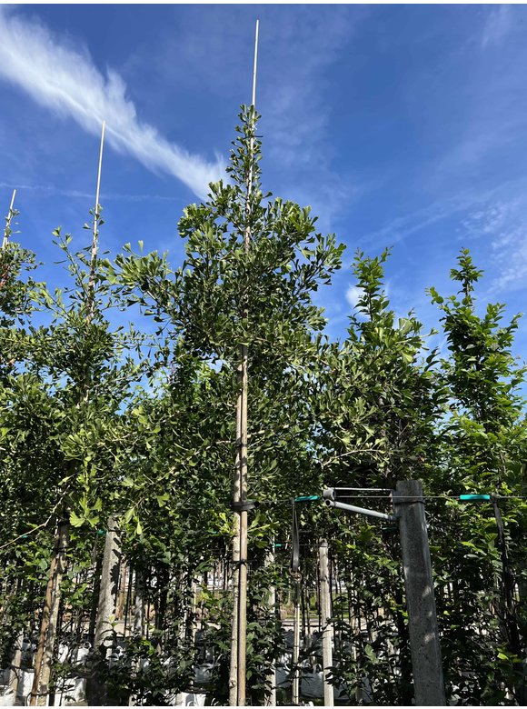 Ginkgobaum - Fächerblattbaum ‘Tubifolia’ | Ginkgo biloba ‘Tubifolia’ Ginkgobaum - Fächerblattbaum ‘Tubifolia’ | Ginkgo biloba ‘Tubifolia’