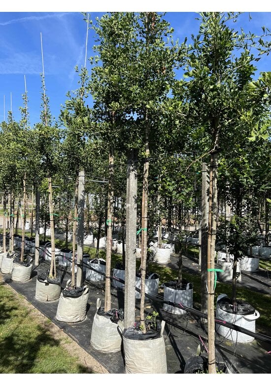 Ginkgobaum ‘Tubifolia’ | Ginkgo biloba ‘Tubifolia’