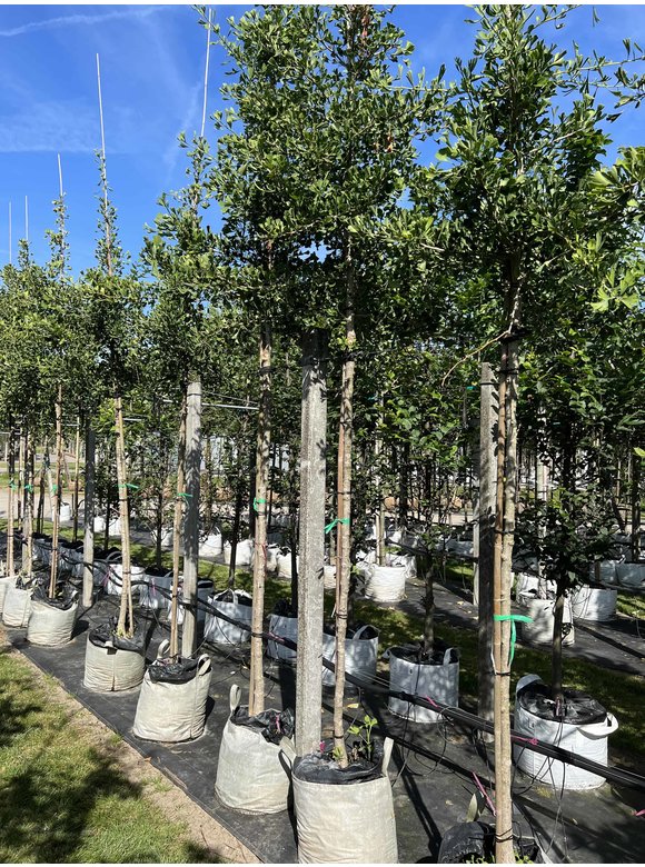 Ginkgobaum - Fächerblattbaum ‘Tubifolia’ | Ginkgo biloba ‘Tubifolia’ Ginkgobaum - Fächerblattbaum ‘Tubifolia’ | Ginkgo biloba ‘Tubifolia’