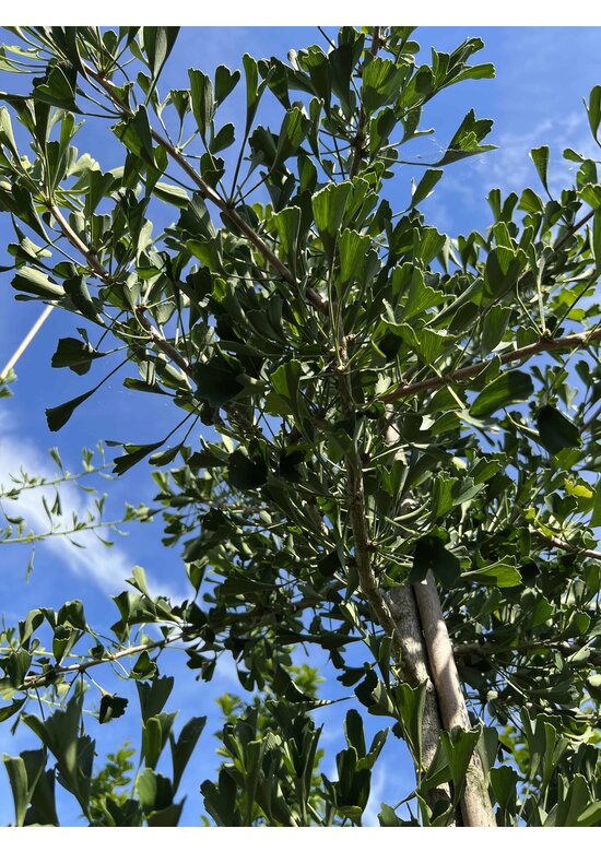 Ginkgobaum ‘Tubifolia’ | Ginkgo biloba ‘Tubifolia’