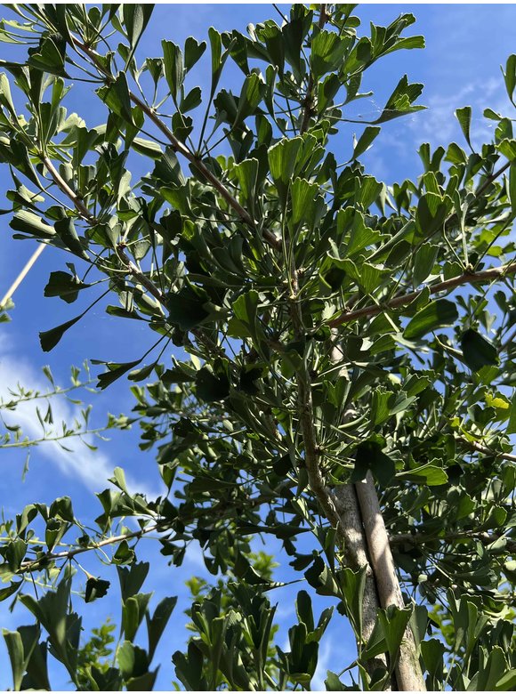 Ginkgobaum - Fächerblattbaum ‘Tubifolia’ | Ginkgo biloba ‘Tubifolia’ Ginkgobaum - Fächerblattbaum ‘Tubifolia’ | Ginkgo biloba ‘Tubifolia’