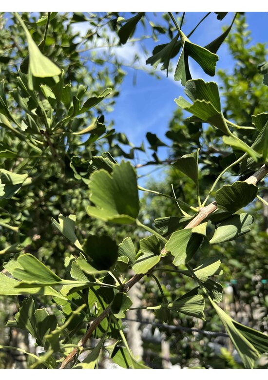 Ginkgobaum - Fächerblattbaum | Ginkgo biloba