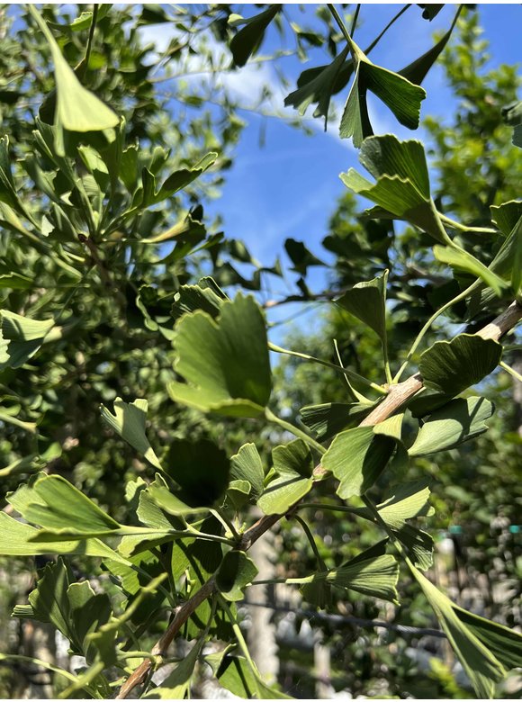 Ginkgobaum - Fächerblattbaum | Ginkgo biloba Ginkgobaum - Fächerblattbaum | Ginkgo biloba