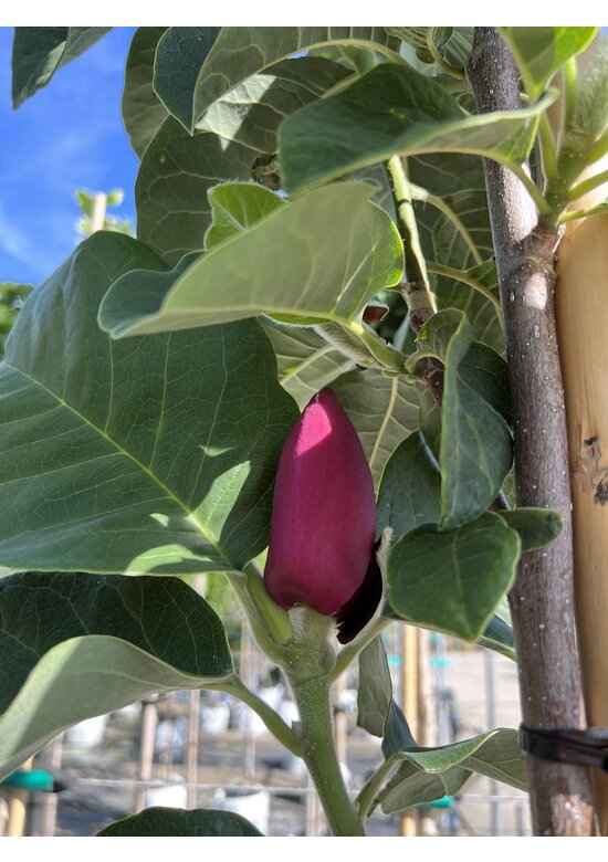 Schwarz-Rote Magnolie 'Black Tulip' | Magnolia 'Black Tulip'