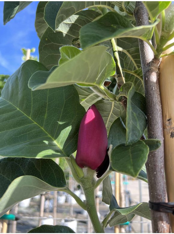 Magnolie Black Tulip | Magnolia 'Black Tulip' Magnolie Black Tulip | Magnolia 'Black Tulip'