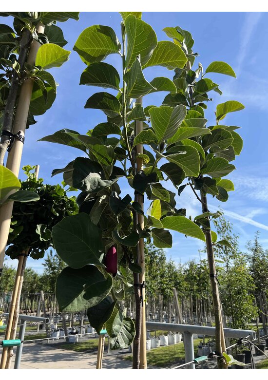 Schwarz-Rote Magnolie 'Black Tulip' | Magnolia 'Black Tulip'