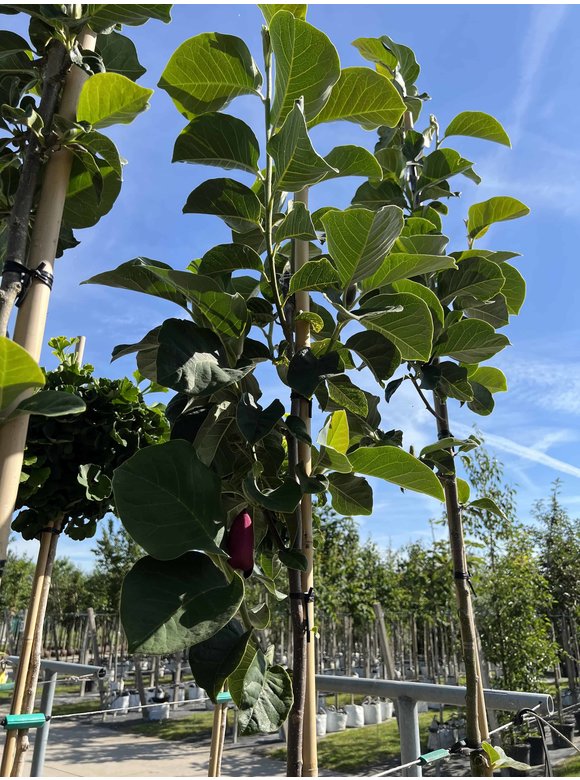 Magnolie Black Tulip | Magnolia 'Black Tulip' Magnolie Black Tulip | Magnolia 'Black Tulip'