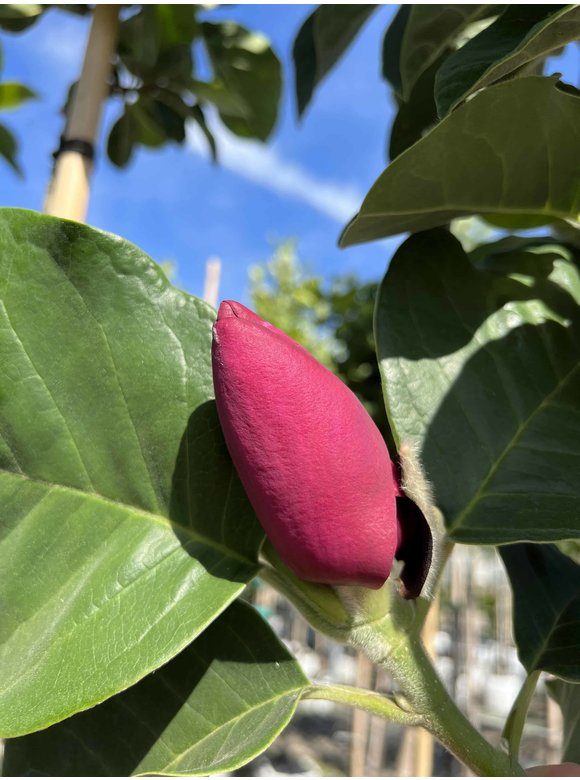 Schwarz-Rote Magnolie 'Black Tulip' | Magnolia 'Black Tulip' Schwarz-Rote Magnolie 'Black Tulip' | Magnolia 'Black Tulip'