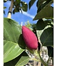Schwarz-Rote Magnolie 'Black Tulip' | Magnolia 'Black Tulip'