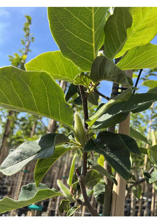 Schwarz-Rote Magnolie 'Black Tulip' | Magnolia 'Black Tulip'