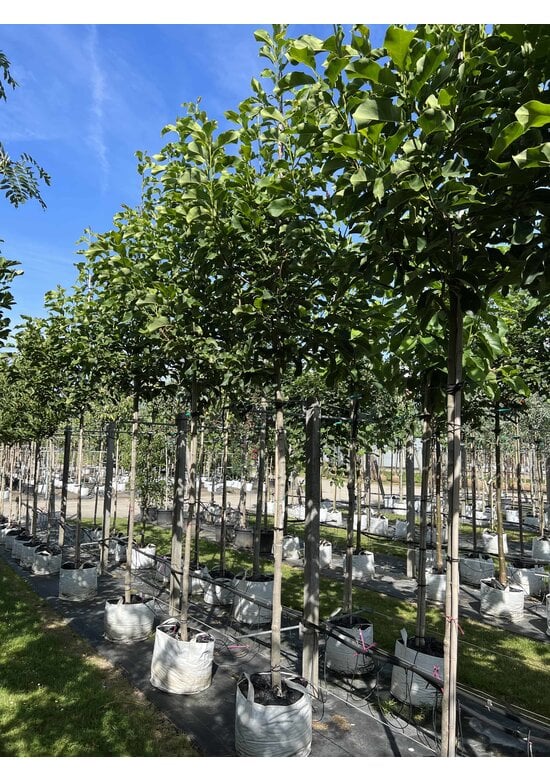 Großblumige Magnolie 'Galaxy' | Magnolia 'Galaxy'