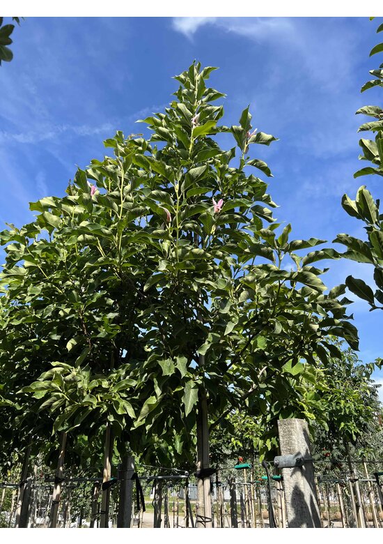 Großblumige Magnolie 'Galaxy' | Magnolia 'Galaxy'