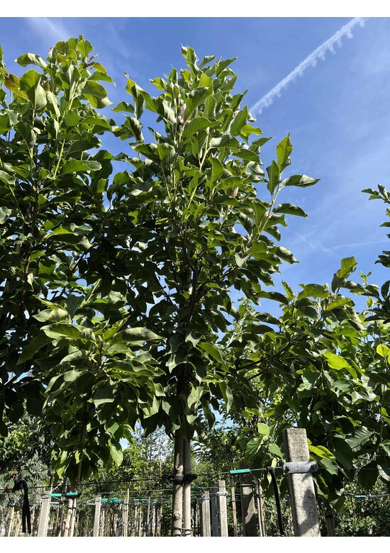 Großblumige Magnolie 'Galaxy' | Magnolia 'Galaxy'