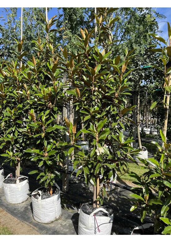 Magnolie 'Alta' | Magnolia grandiflora 'Alta'