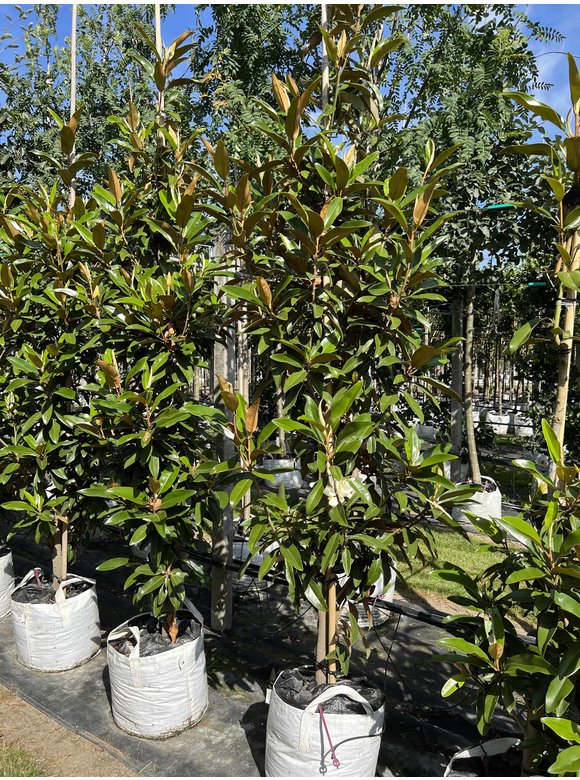 Magnolie 'Alta' | Magnolia grandiflora 'Alta' Magnolie 'Alta' | Magnolia grandiflora 'Alta'
