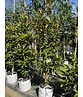 Magnolie 'Alta' | Magnolia grandiflora 'Alta'