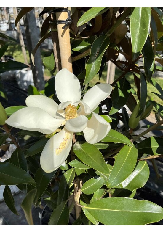 Magnolie 'Alta' | Magnolia grandiflora 'Alta'