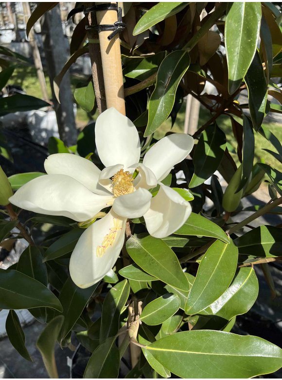 Magnolie 'Alta' | Magnolia grandiflora 'Alta' Magnolie 'Alta' | Magnolia grandiflora 'Alta'