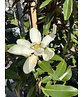 Magnolie 'Alta' | Magnolia grandiflora 'Alta'