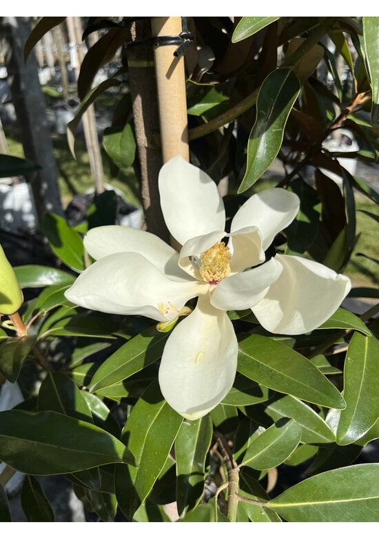 Magnolie 'Alta' | Magnolia grandiflora 'Alta'
