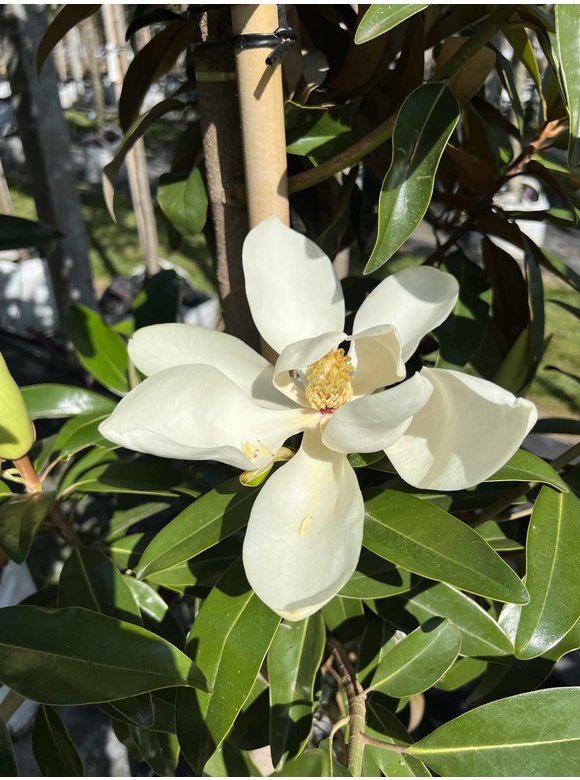Magnolie 'Alta' | Magnolia grandiflora 'Alta' Magnolie 'Alta' | Magnolia grandiflora 'Alta'