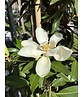 Magnolie 'Alta' | Magnolia grandiflora 'Alta'