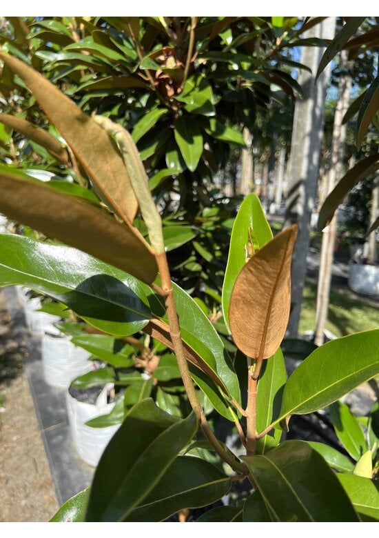 Magnolie 'Alta' | Magnolia grandiflora 'Alta'