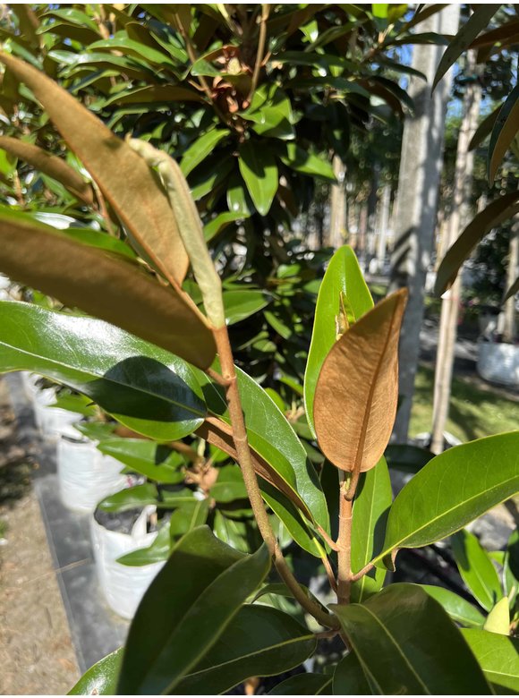 Magnolie 'Alta' | Magnolia grandiflora 'Alta' Magnolie 'Alta' | Magnolia grandiflora 'Alta'
