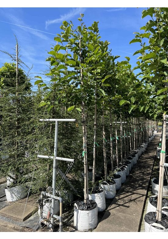 Kobushi Magnolie | Magnolia kobus