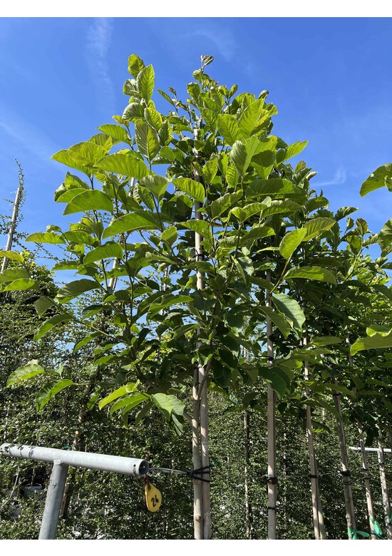 Kobushi Magnolie | Magnolia kobus