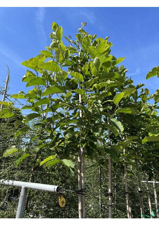 Kobushi Magnolie | Magnolia kobus