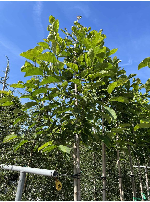 Kobushi-Magnolie - Baum-Magnolie | Magnolia kobus Kobushi-Magnolie - Baum-Magnolie | Magnolia kobus