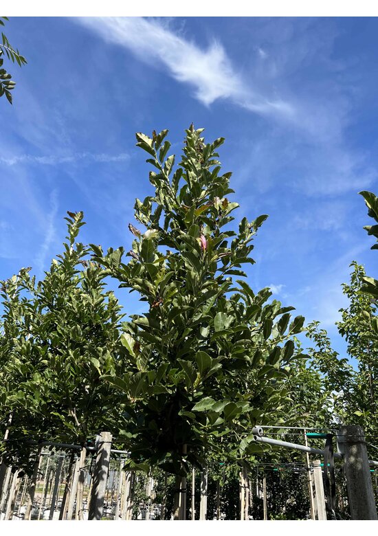 Rosa Stern-Magnolie 'Leonard Messel' | Magnolia loebneri 'Leonard Messel'