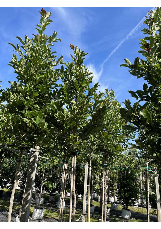 Rosa Stern-Magnolie 'Leonard Messel' | Magnolia loebneri 'Leonard Messel'