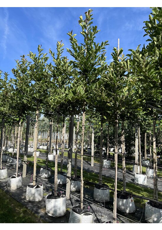 Rosa Stern-Magnolie 'Leonard Messel' | Magnolia loebneri 'Leonard Messel'