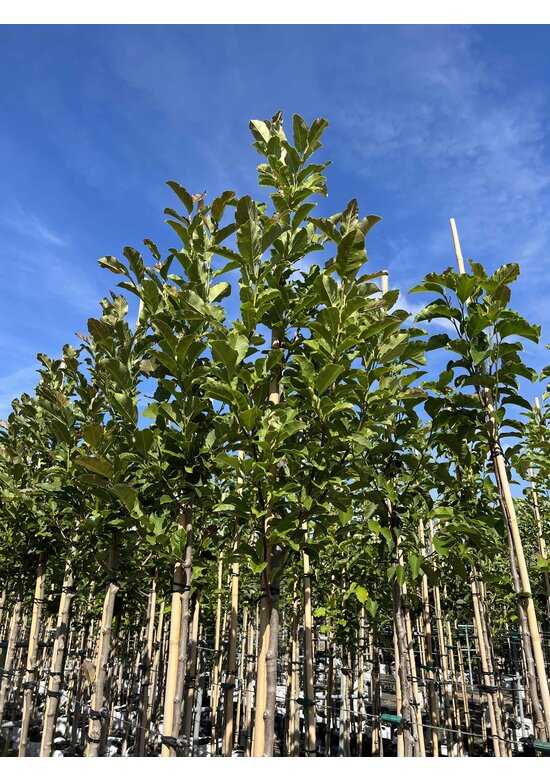 Magnolie 'Merrill' | Magnolia loebneri 'Merrill'