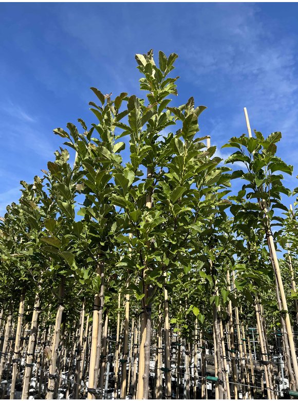 Magnolie 'Merrill' | Magnolia loebneri 'Merrill' Magnolie 'Merrill' | Magnolia loebneri 'Merrill'