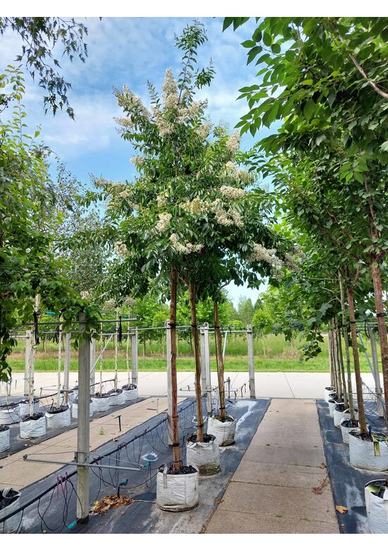 Krepp-Myrte - Kräuselmyrte 'Natchez' | Lagerstroemia indica 'Natchez'