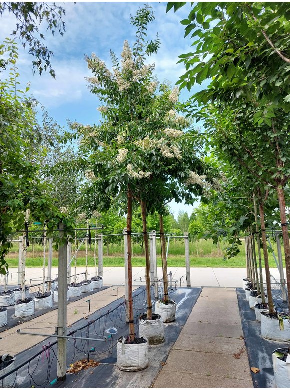 Krepp-Myrte - Kräuselmyrte 'Natchez' | Lagerstroemia indica 'Natchez' Krepp-Myrte - Kräuselmyrte 'Natchez' | Lagerstroemia indica 'Natchez'