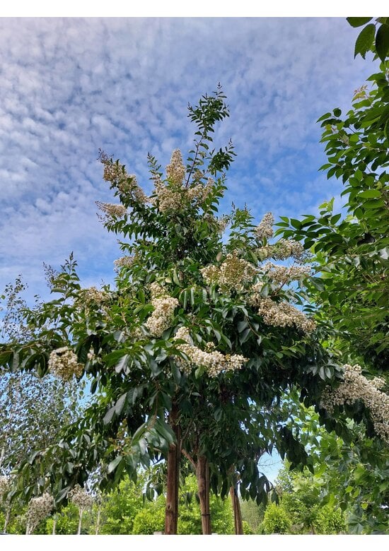 Krepp-Myrte - Kräuselmyrte 'Natchez' | Lagerstroemia indica 'Natchez'